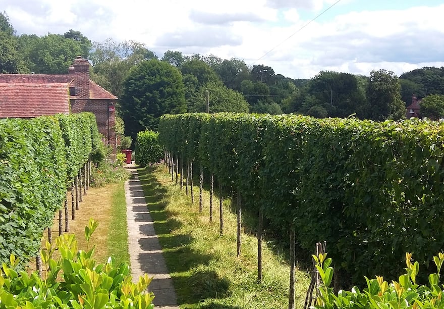 Hedge Trimming